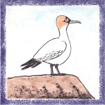 Seabird 17
